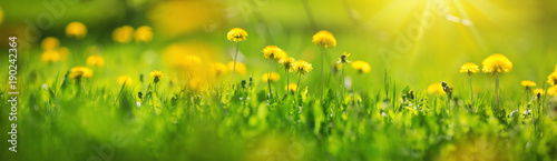 Green field with yellow dandelions. Closeup of yellow spring flowers on the ground © candy1812