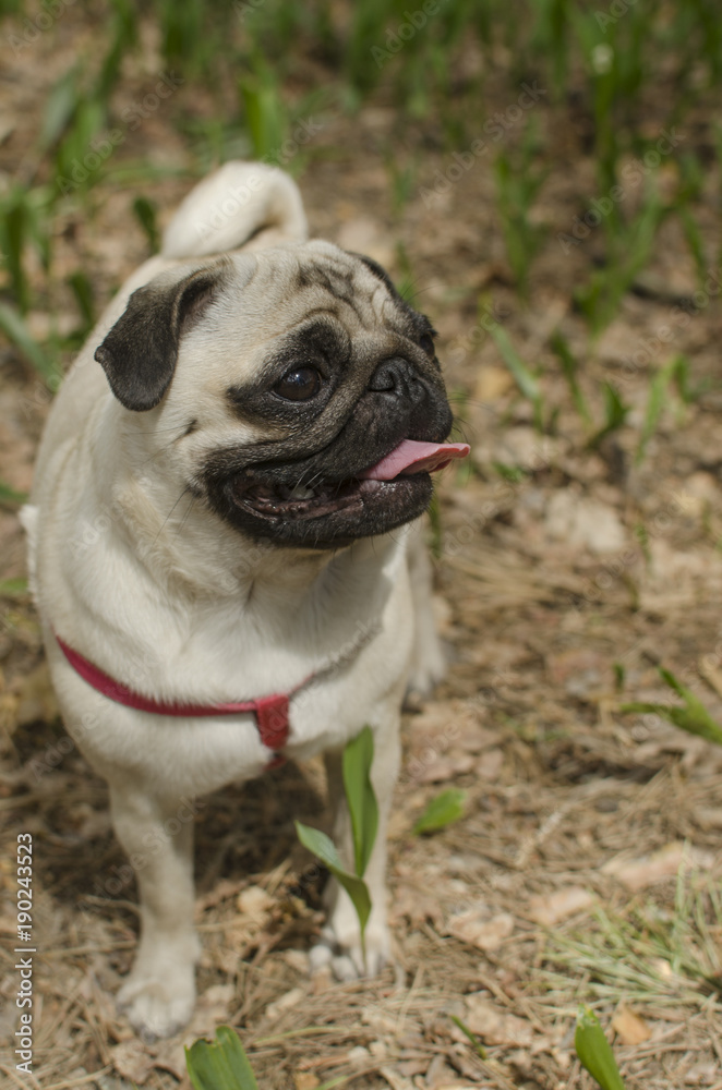 Dog breed pug is standing on the ground