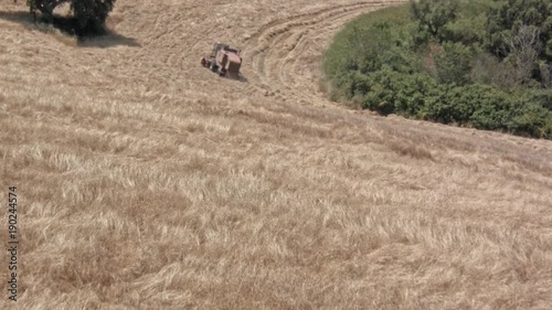 speller harvesting - sunny day - italian landscape photo