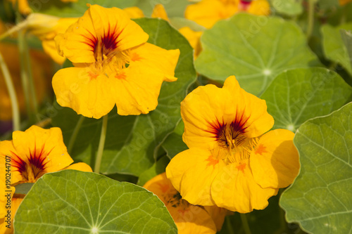 Nasturtium flowers