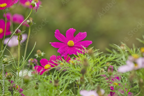 Beautiful cosmos flower in the garden and morning sunlight