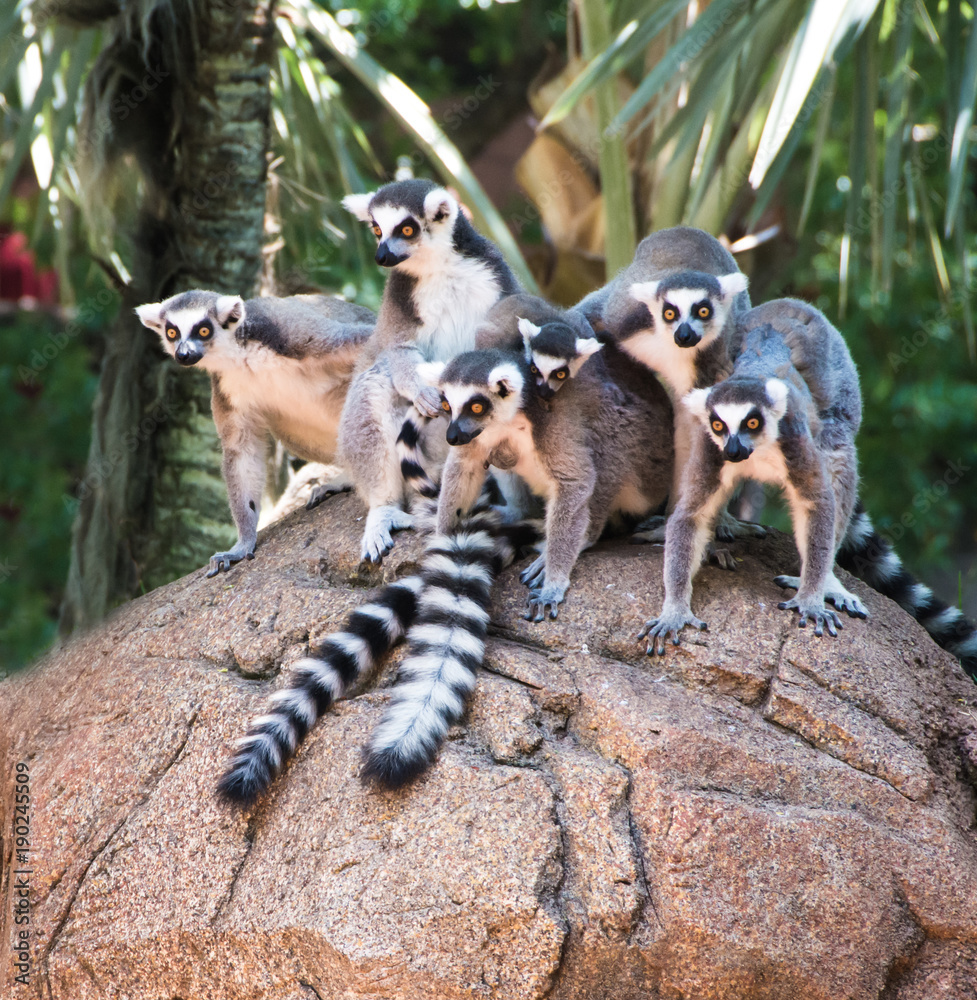 Fototapeta premium Ring Tailed Lemurs