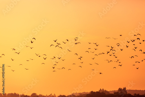 Birds flying in the rays of dawn