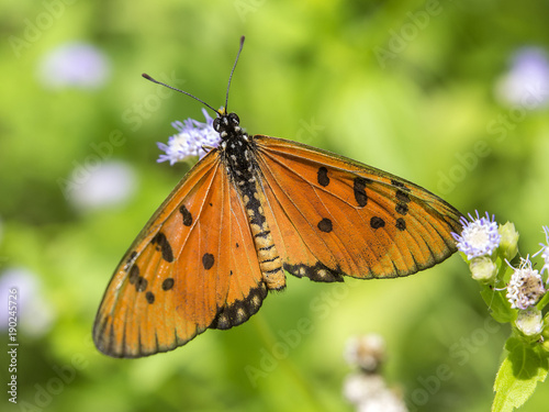 An orange butterfly settles on a plant in east Thailand