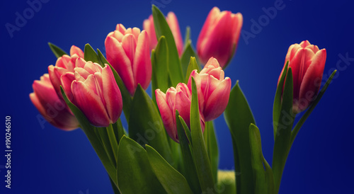 tulip flowers on blue background 
