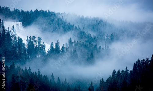 mist in winter forest © Pavlo Klymenko