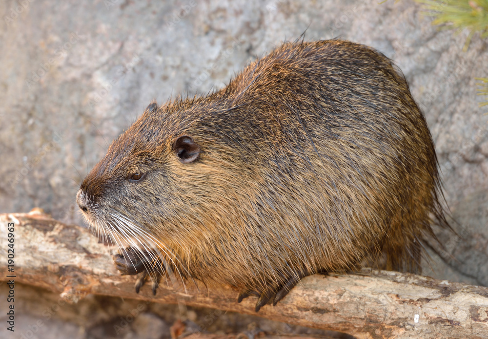 Coypu (Myocastor coypus), also known as river rat or nutria, large, herbivorous, semiaquatic rodent Coypu (Myocastor coypus), also known as river rat or nutria, large, herbivorous, semiaquatic rodent