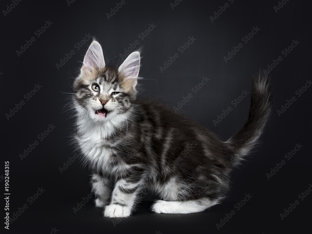 Female black silver tabby Maine Coon cat / kitten standing side ways and  winkingisolated on black background Stock-Foto | Adobe Stock