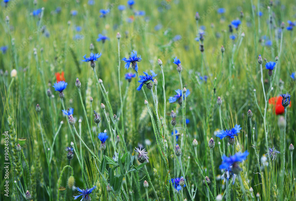 View of field with wild blooming flowers, cornflower, poppy and herbs, among meadow. Beautiful of nature, summertime season. View of field with wild blooming flowers, cornflower, poppy and herbs, among meadow. Beautiful of nature, summertime season.