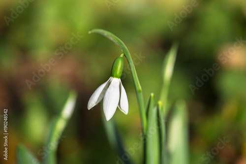 The first spring flower is snowdrop. Spring background