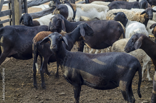 Ovelhas da raça Santa Inês no curral