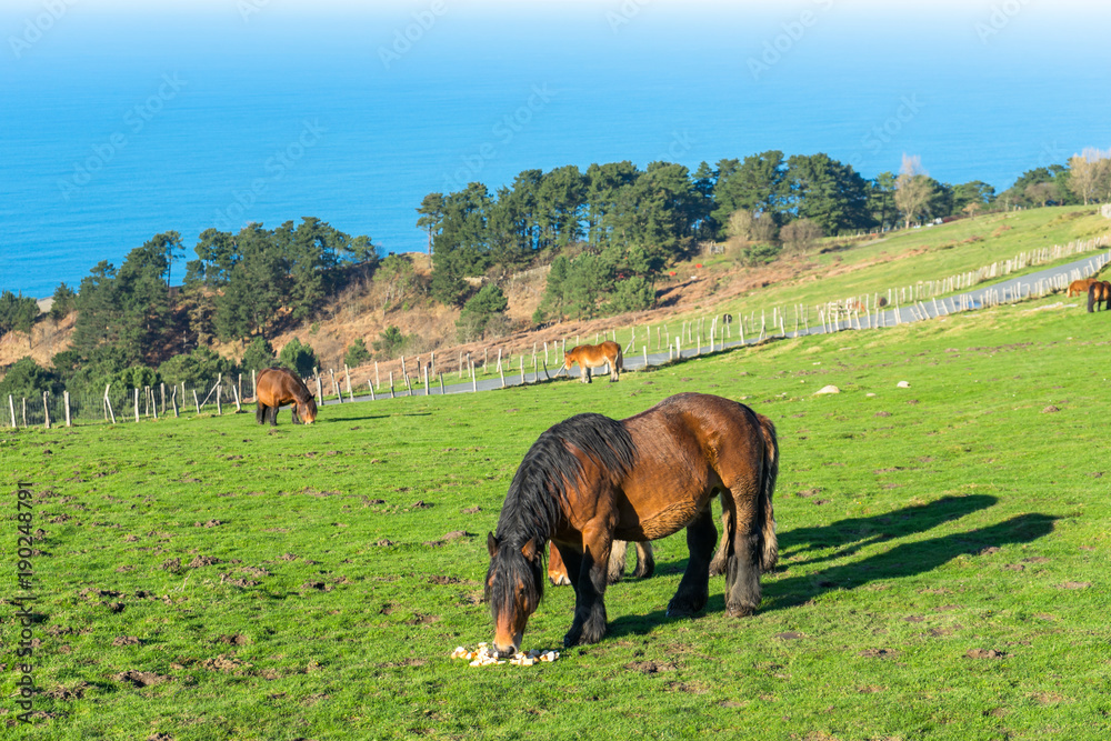 Naklejka premium Pottok in the Basque Country, Spain