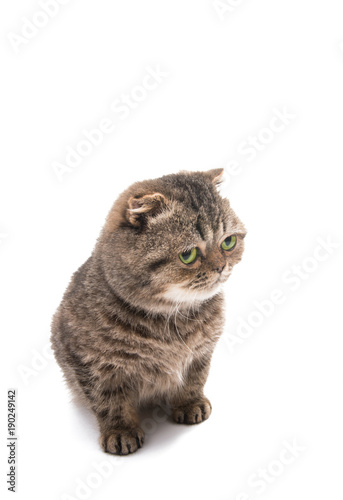 tabby cat isolated