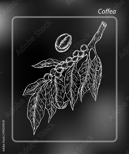 Coffea is a genus of flowering plants whose seeds, called coffee beans, are used to make various coffee products. Drawing Hand drawn Sketch Vector Illustration on chalk-board