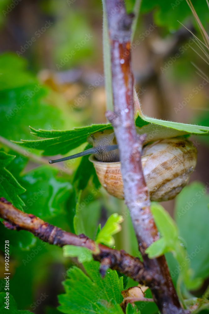 Fototapeta premium Schnecke am Johanissbeerstrauch