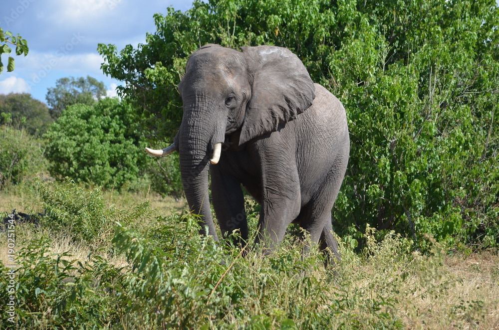 Elephant surrounded by green in the savanna