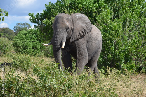 Elephant surrounded by green in the savanna