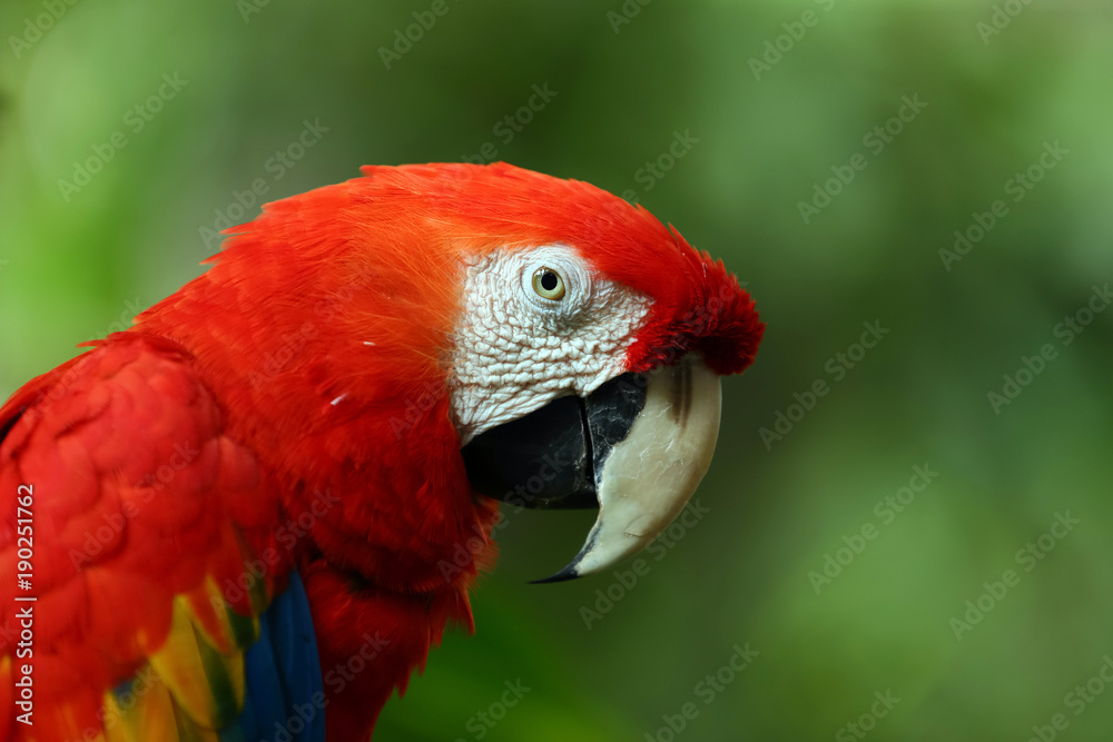 Face of The scarlet macaw (Ara macao) is a large red, yellow, and blue South American parrot, a member of a large group of Neotropical parrots called macaws. with copy space Face of The scarlet macaw (Ara macao) is a large red, yellow, and blue South American parrot, a member of a large group of Neotropical parrots called macaws. with copy space