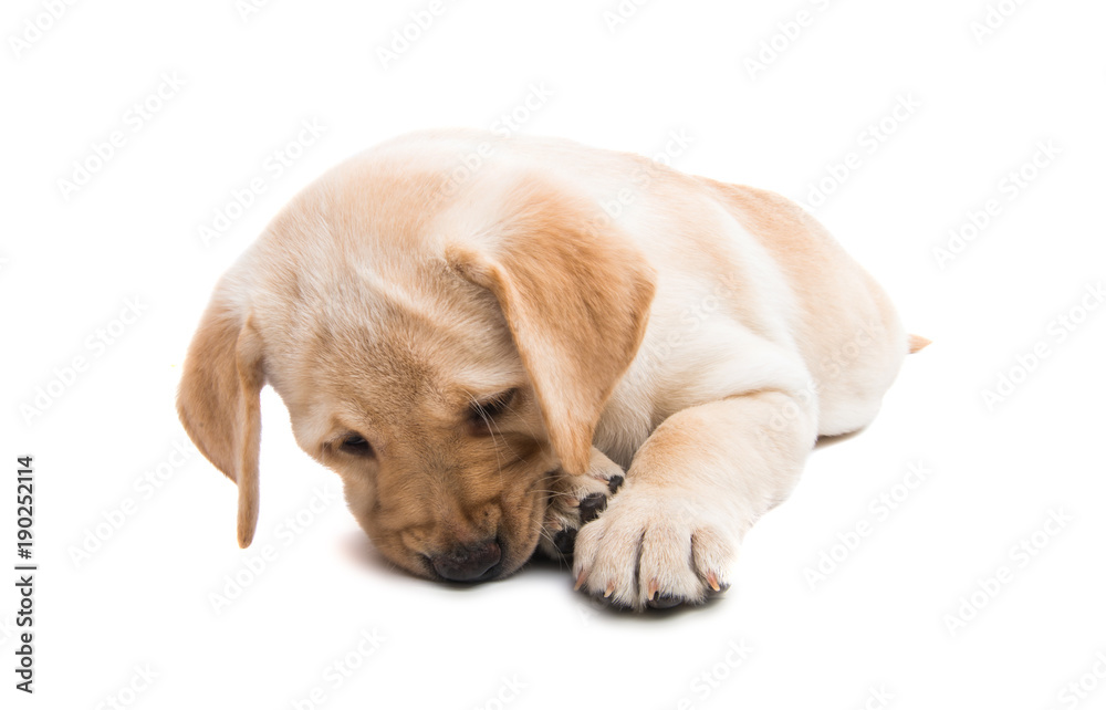 puppy labrador isolated