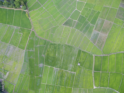 Aerial view from drone. rice plants in paddy field