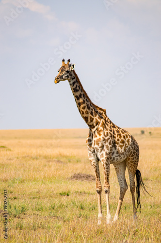 Isolated giraffe in the savannah plain of Maasai Mara Park in North West Kenya