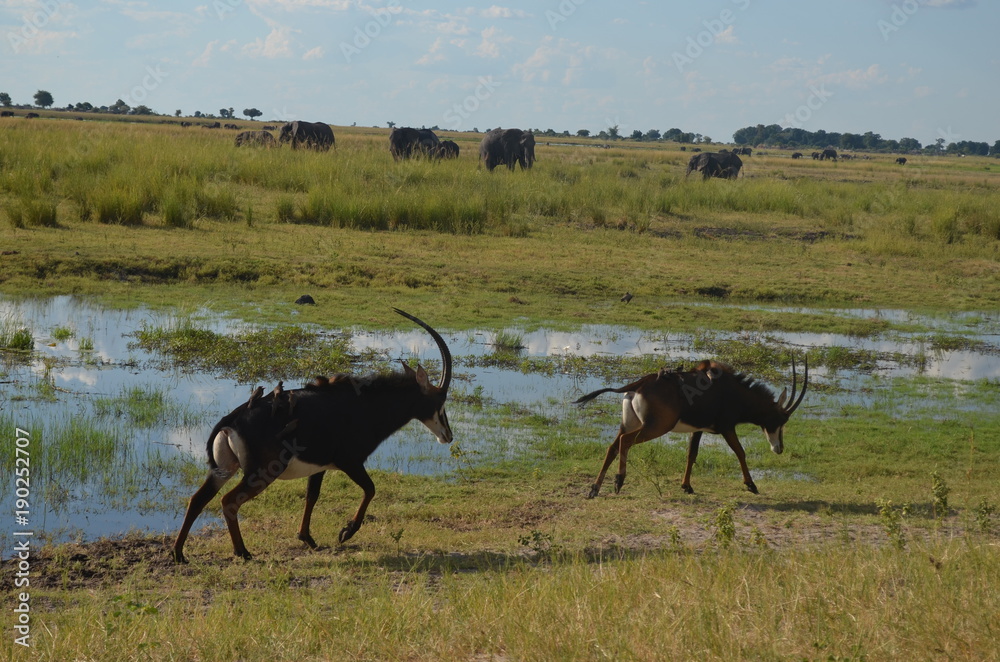 Safari ensure tourists to see the African wildlife with elephant herds, birds and antelopes Safari ensure tourists to see the African wildlife with elephant herds, birds and antelopes