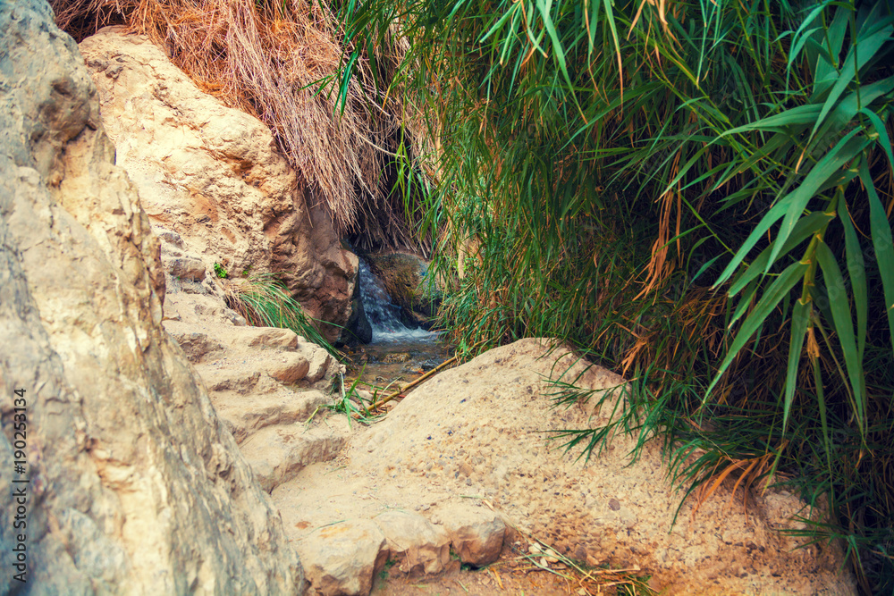 Oasis in desert. Ein Gedi Nature Reserve. Israel Oasis in desert. Ein Gedi Nature Reserve. Israel