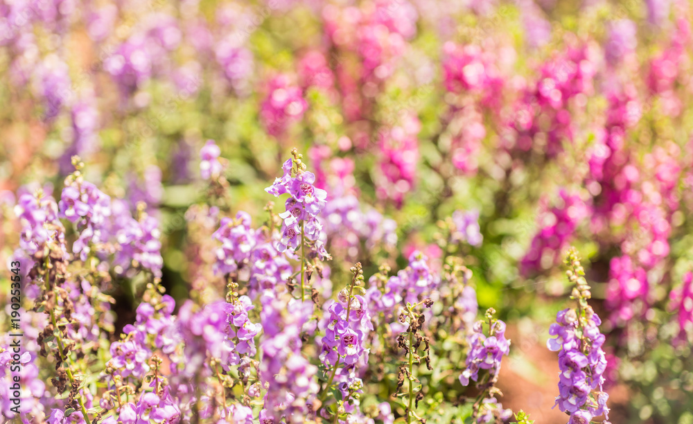 Close up flower background. Ramat HaNadiv Park Rothschild