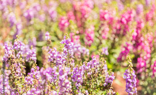 Close up flower background. Ramat HaNadiv Park Rothschild