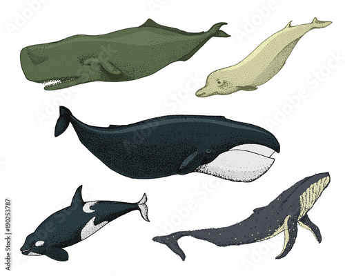 Blue Whales. Marine creatures. Finback and Humpback, Bowhead, Killer and sperm, Northern Bottlenose. sea and animals. engraved hand drawn in old sketch and vintage style.
