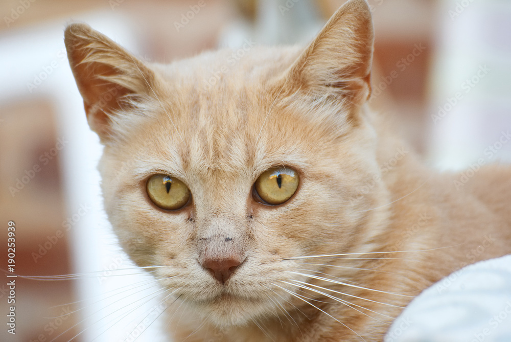 Portrait of an orange cat outside in summer