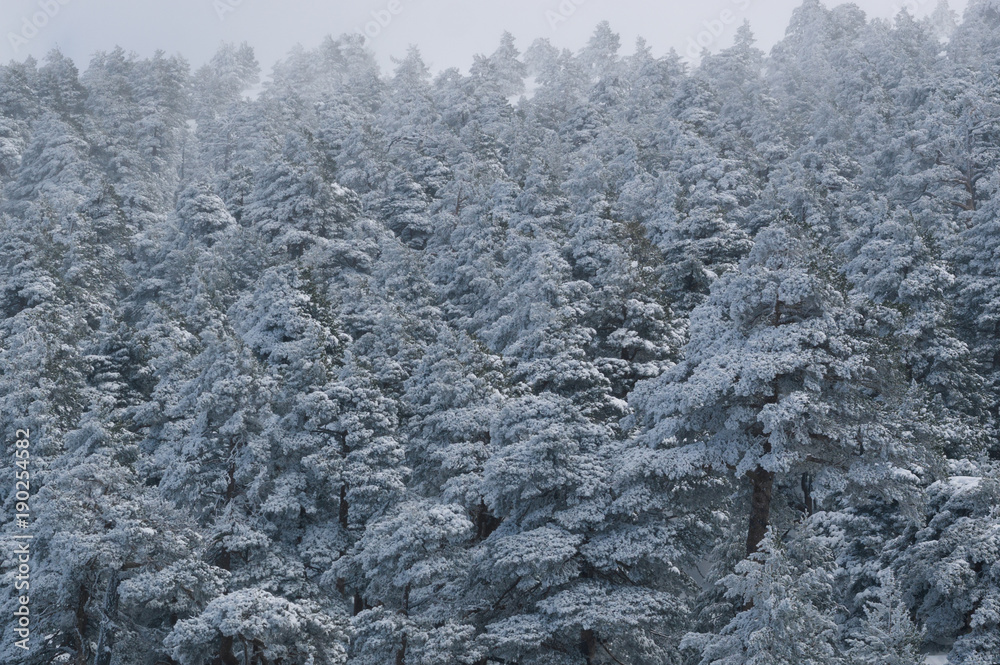 Snow-covered forest Snow-covered forest
