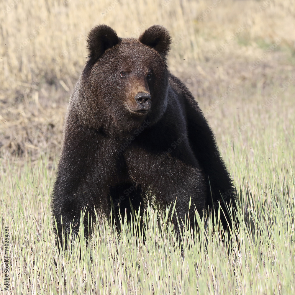 Fototapeta premium Young bear