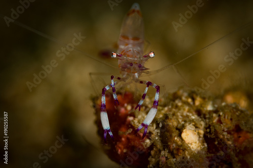 A Periclemenes tosaensis Commensal Shrimp on the Coral Cove dive site, Puerto Galera, Philippines