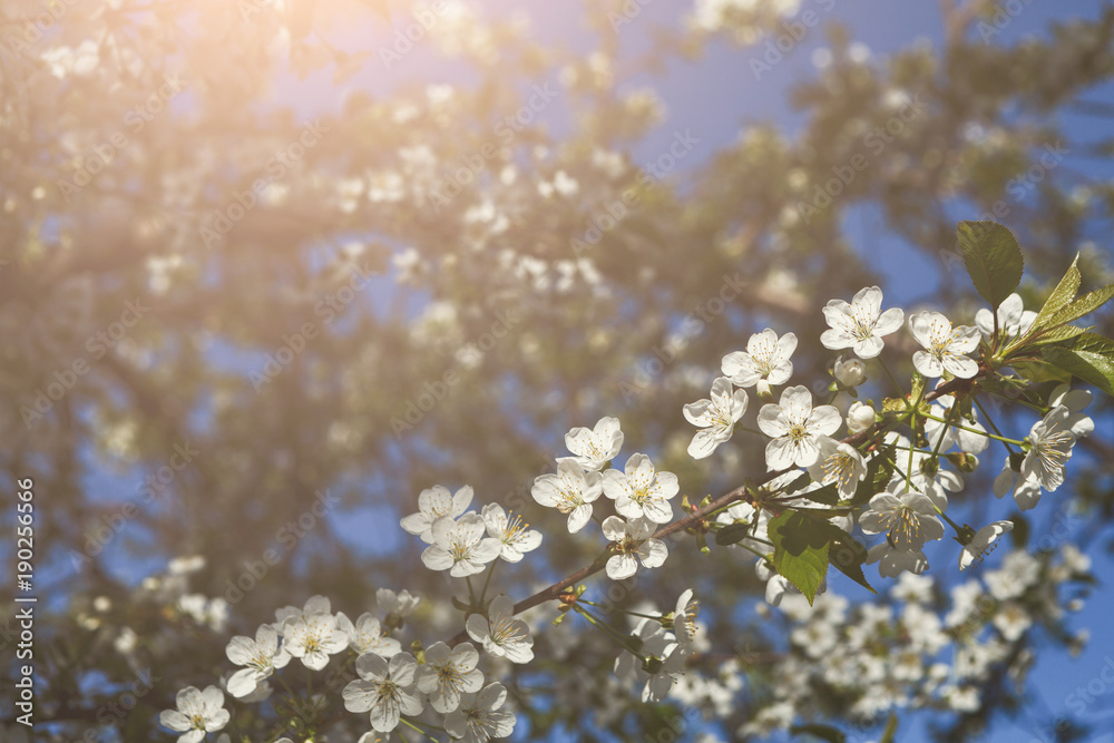 Fototapeta Cherry tree spring blossom, branch with flowers closeup