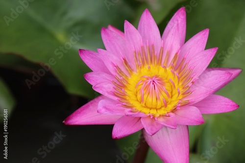 Beautiful lotus flowers in tropical