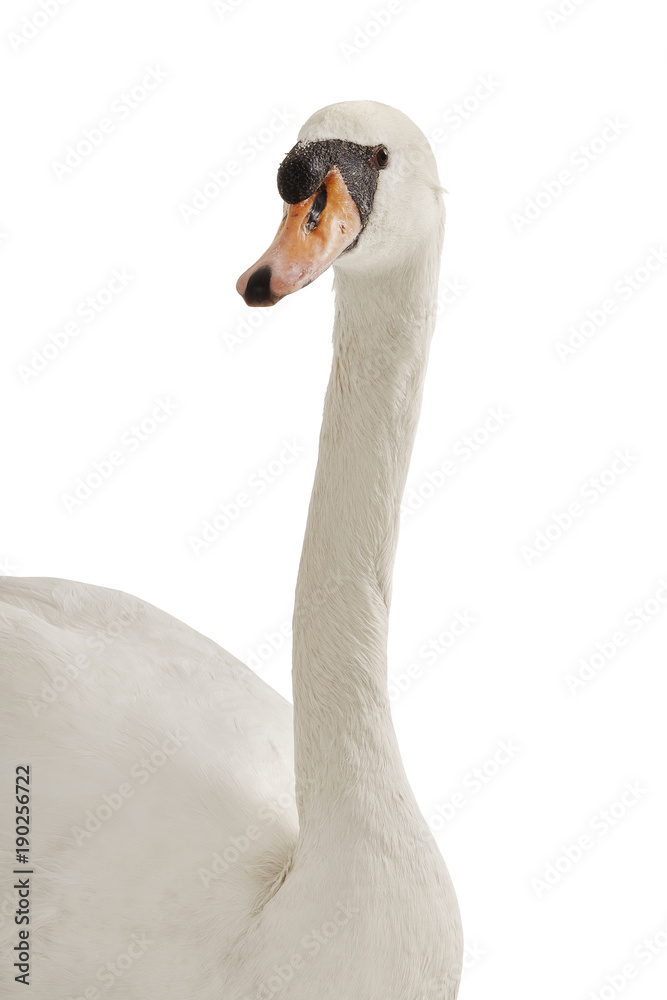 Fototapeta premium gorgeous white swan portrait on white background