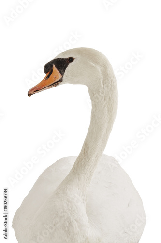 portrait of a white swan on white background
