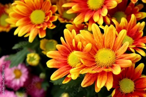 Chrysanthemum flower in tropical