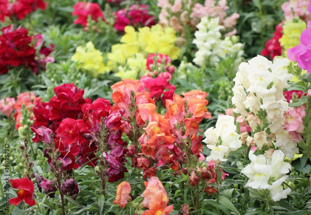 Beautiful flowers in garden