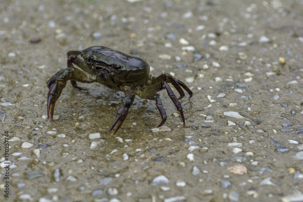 Crab walking on the road with rain