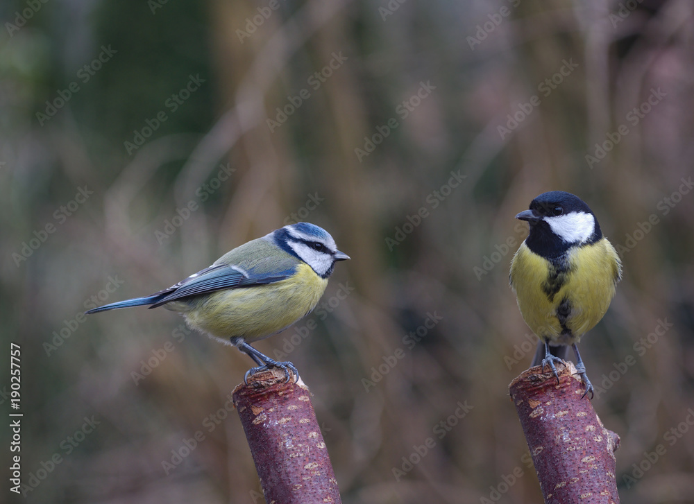 Obraz premium two bird tit on branch