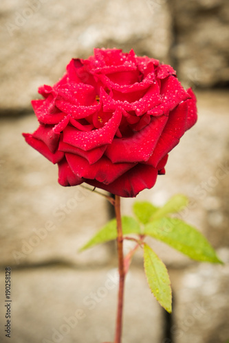Rote Rose