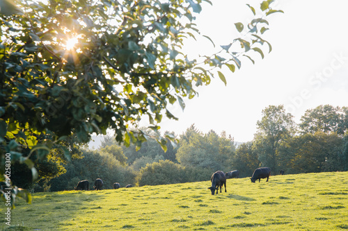 black angus cows 