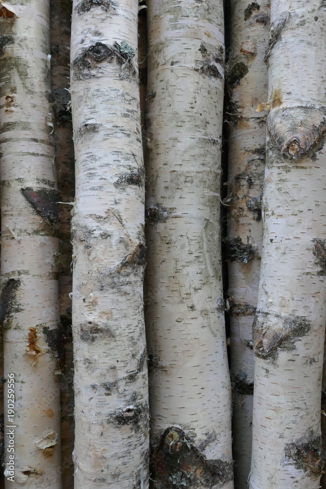 Birkenstämme für Brennholz, Bauholz oder Dekoration.
Betula Papyrifera. Natürlicher hölzerner Hintergrund Birkenstämme für Brennholz, Bauholz oder Dekoration.
Betula Papyrifera. Natürlicher hölzerner Hintergrund