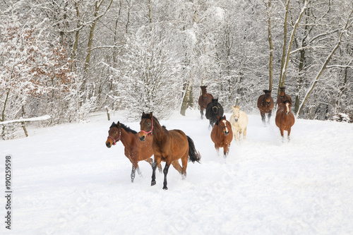 Horses are galloping on snowy meadow © castenoid