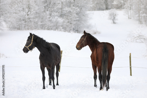 Cute horses on the snowy meadow