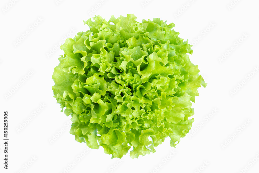 fresh green salad lettuce vegetable isolated on white background fresh green salad lettuce vegetable isolated on white background