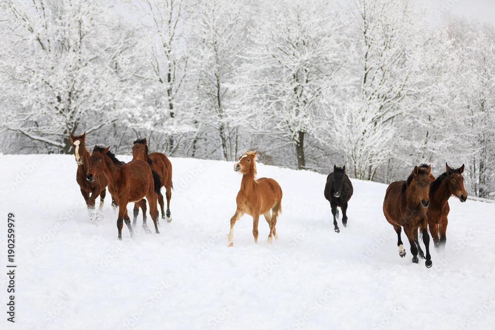 Herd of horses in a deep winter Herd of horses in a deep winter