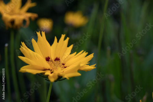 Common Madia, tarweed, close-up photo